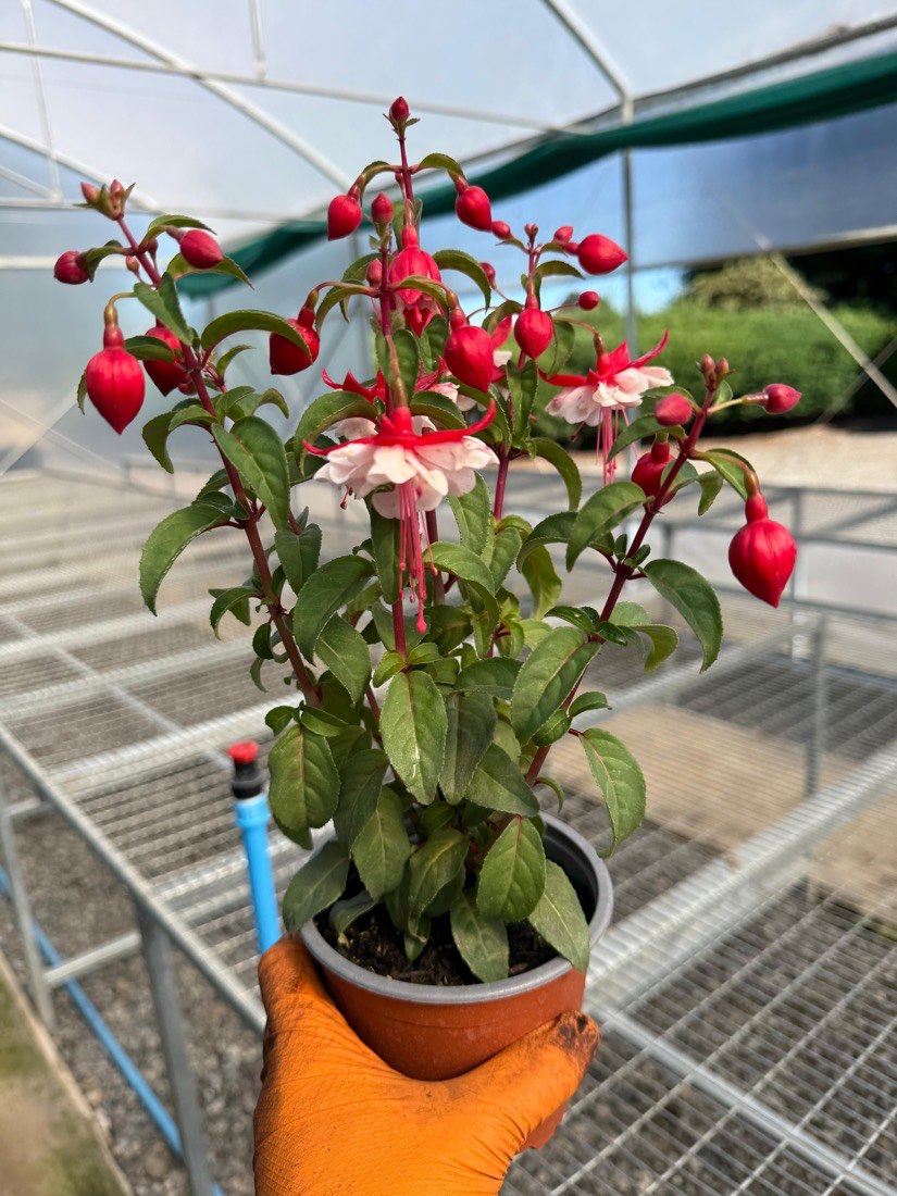Fuchsia × hybrida, rojo y blanco