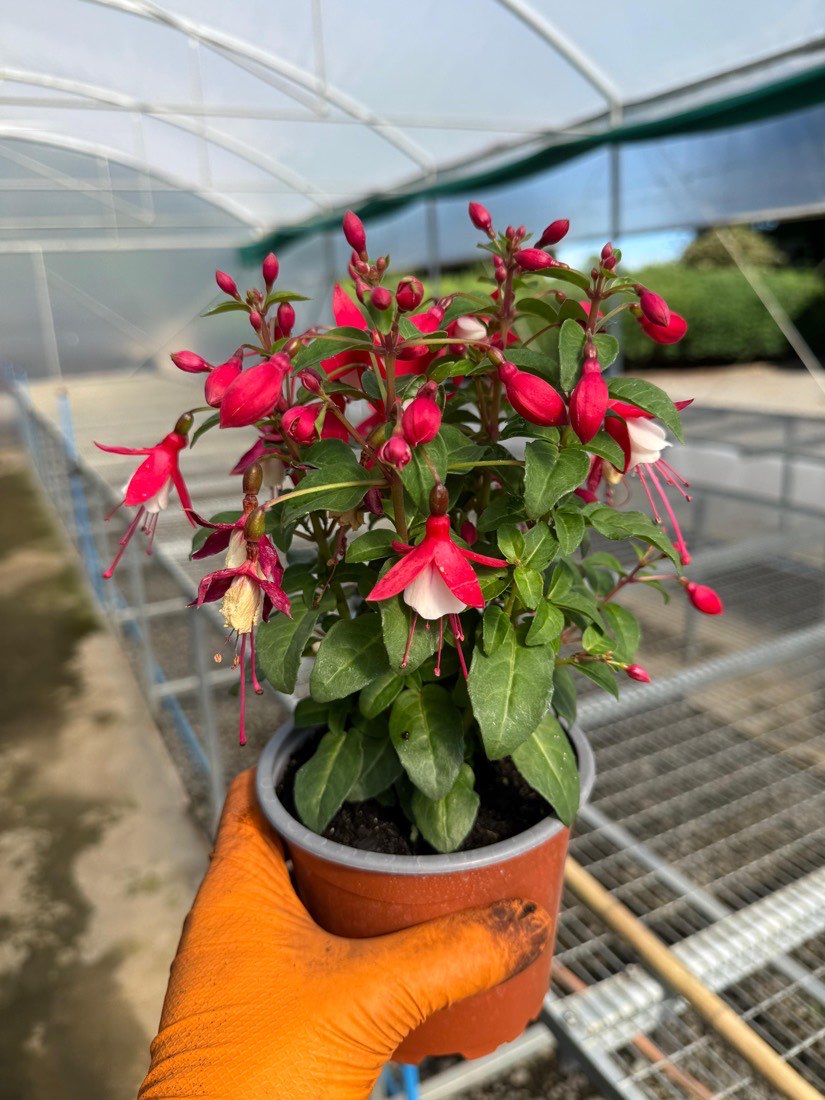 Fuchsia × hybrida, rojo