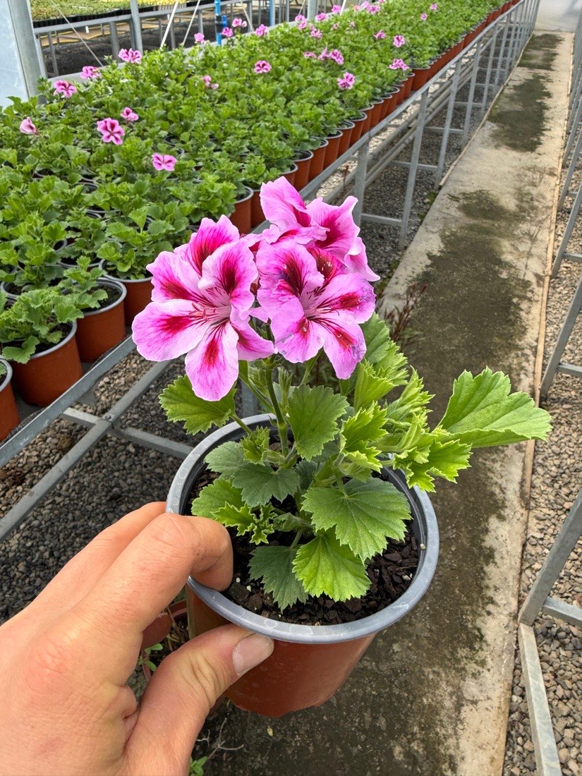 Pelargonium, magenta