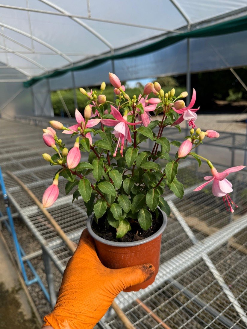 Fuchsia × hybrida, rosado