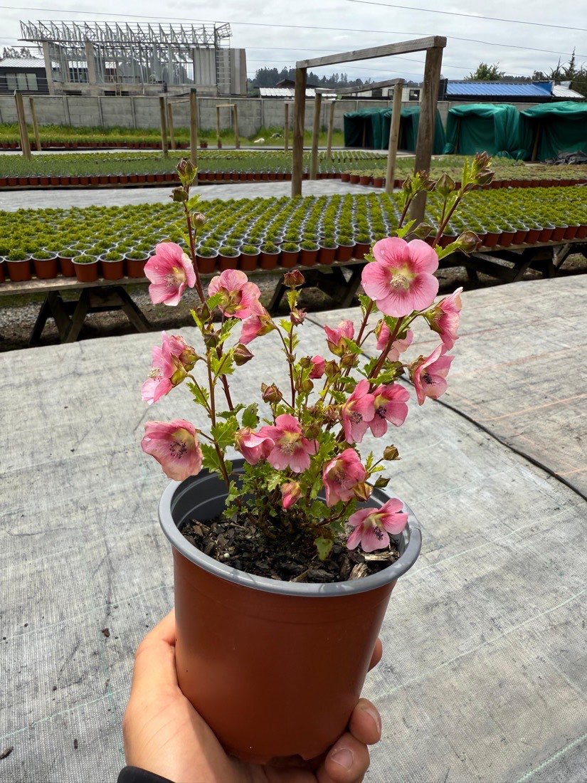 Diascia, rosado