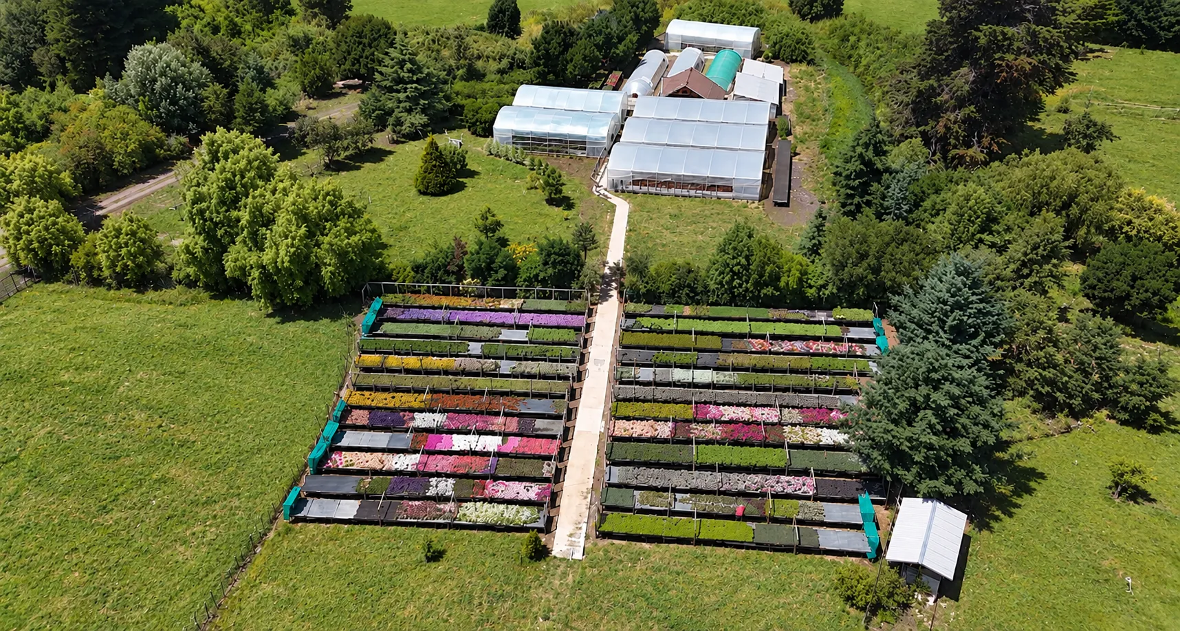 Vista aérea del vivero: invernaderos y mesones de flores de colores